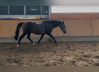 Hannoveraner, Wallach, 29 Jahre, 166 cm, Dunkelbrauner