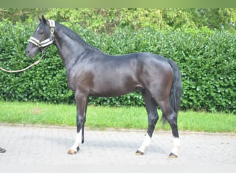 Hannoveraner, Wallach, 2 Jahre, 155 cm, Rappe