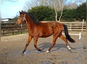 Hannoveraner, Wallach, 2 Jahre, 162 cm, Brauner