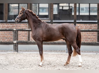 Hannoveraner, Wallach, 2 Jahre, 162 cm, Dunkelfuchs