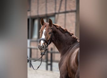 Hannoveraner, Wallach, 2 Jahre, 162 cm, Dunkelfuchs