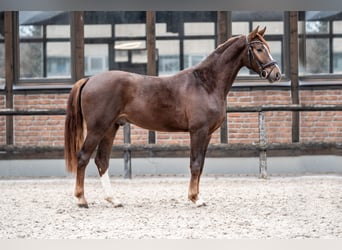 Hannoveraner, Wallach, 2 Jahre, 162 cm, Dunkelfuchs