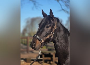 Hannoveraner, Wallach, 2 Jahre, 162 cm, Schwarzbrauner