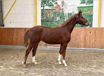 Hannoveraner, Wallach, 2 Jahre, 163 cm, Fuchs