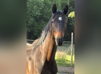 Hannoveraner, Wallach, 2 Jahre, 164 cm, Brauner