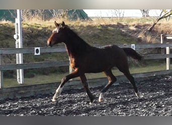 Hannoveraner, Wallach, 2 Jahre, 164 cm, Dunkelbrauner