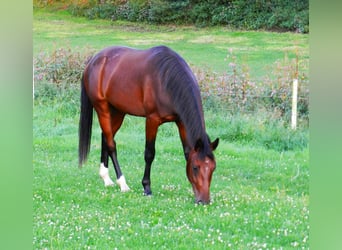 Hannoveraner, Wallach, 2 Jahre, 165 cm, Dunkelbrauner