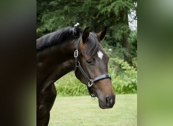 Hannoveraner, Wallach, 2 Jahre, 165 cm, Rappe