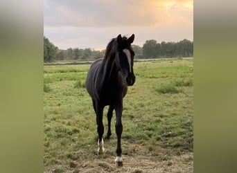 Hannoveraner, Wallach, 2 Jahre, 165 cm, Rappe