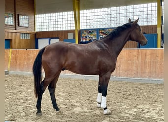 Hannoveraner, Wallach, 2 Jahre, 166 cm, Brauner