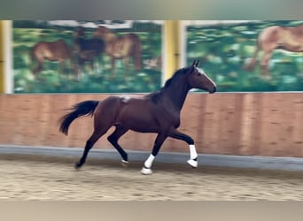 Hannoveraner, Wallach, 2 Jahre, 166 cm, Brauner