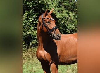 Hannoveraner, Wallach, 2 Jahre, 166 cm, Fuchs