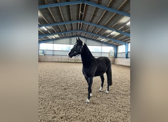 Hannoveraner, Wallach, 2 Jahre, 166 cm, Rappschimmel