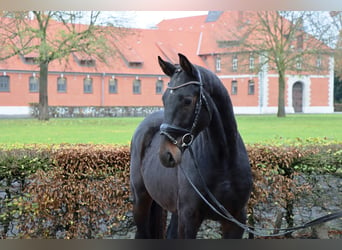 Hannoveraner, Wallach, 2 Jahre, 167 cm, Dunkelbrauner