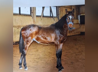 Hannoveraner, Wallach, 2 Jahre, 168 cm, Brauner