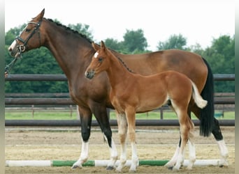 Hannoveraner, Wallach, 2 Jahre, 168 cm, Brauner