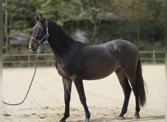 Hannoveraner, Wallach, 2 Jahre, 170 cm, Brauner