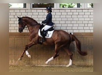 Hannoveraner, Wallach, 2 Jahre, 171 cm, Dunkelbrauner
