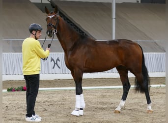 Hannoveraner, Wallach, 2 Jahre, 171 cm, Dunkelbrauner