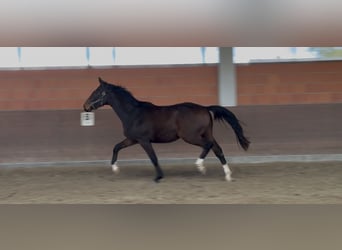 Hannoveraner, Wallach, 2 Jahre, 172 cm, Brauner