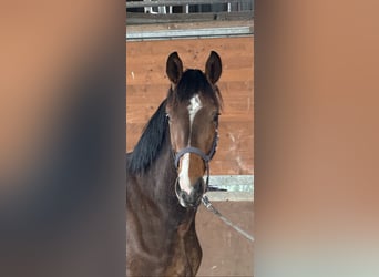 Hannoveraner, Wallach, 2 Jahre, 172 cm, Dunkelbrauner
