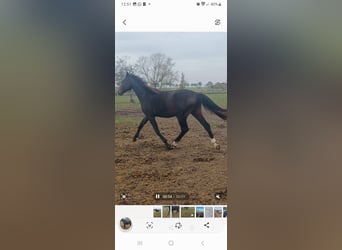 Hannoveraner, Wallach, 2 Jahre, 172 cm, Dunkelbrauner