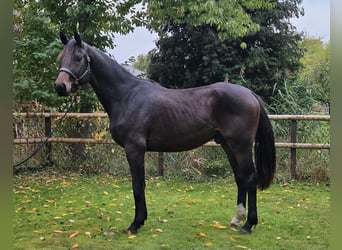 Hannoveraner, Wallach, 2 Jahre, 172 cm, Dunkelbrauner
