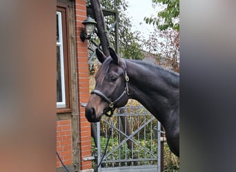 Hannoveraner, Wallach, 2 Jahre, 172 cm, Dunkelbrauner