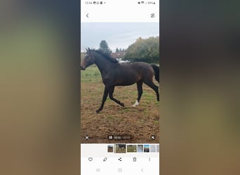 Hannoveraner, Wallach, 2 Jahre, 172 cm, Dunkelbrauner