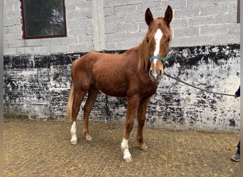 Hannoveraner, Wallach, 2 Jahre, 175 cm, Fuchs