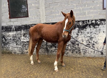 Hannoveraner, Wallach, 2 Jahre, 175 cm, Fuchs