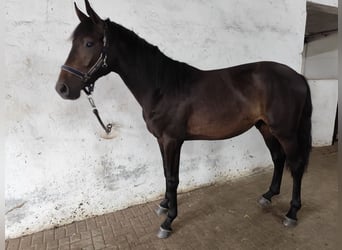 Hannoveraner, Wallach, 2 Jahre, 175 cm, Schwarzbrauner