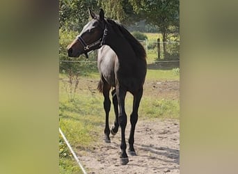 Hannoveraner, Wallach, 2 Jahre, 175 cm, Schwarzbrauner