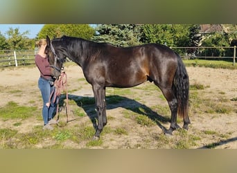 Hannoveraner, Wallach, 2 Jahre, 175 cm, Schwarzbrauner