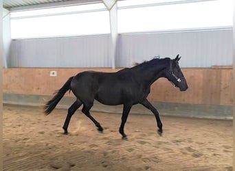 Hannoveraner, Wallach, 2 Jahre, 175 cm, Schwarzbrauner