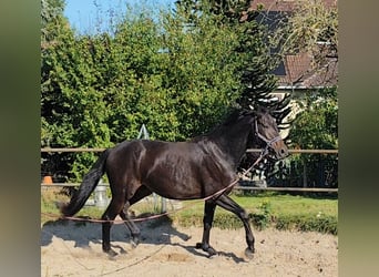 Hannoveraner, Wallach, 2 Jahre, 175 cm, Schwarzbrauner