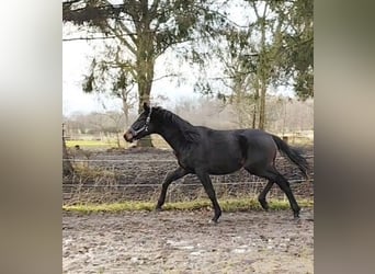 Hannoveraner, Wallach, 2 Jahre, 175 cm, Schwarzbrauner