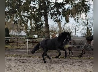 Hannoveraner, Wallach, 2 Jahre, 175 cm, Schwarzbrauner