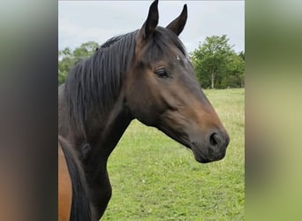 Hannoveraner, Wallach, 2 Jahre, 175 cm, Schwarzbrauner