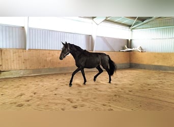 Hannoveraner, Wallach, 2 Jahre, 175 cm, Schwarzbrauner