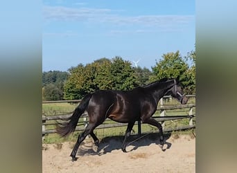 Hannoveraner, Wallach, 2 Jahre, 175 cm, Schwarzbrauner