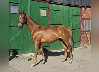 Hannoveraner, Wallach, 2 Jahre, 176 cm, Fuchs