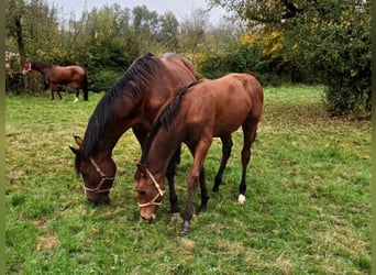 Hannoveraner, Wallach, 2 Jahre, Brauner