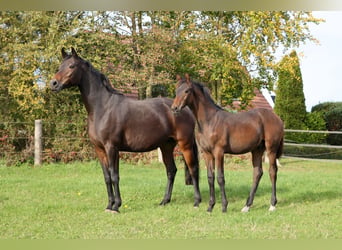 Hannoveraner, Wallach, 2 Jahre, Dunkelbrauner