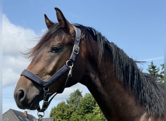 Hannoveraner, Wallach, 2 Jahre, Dunkelbrauner