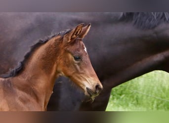 Hannoveraner, Wallach, 2 Jahre, Dunkelbrauner
