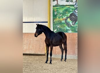 Hannoveraner, Wallach, 2 Jahre, Dunkelbrauner