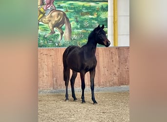 Hannoveraner, Wallach, 2 Jahre, Dunkelbrauner