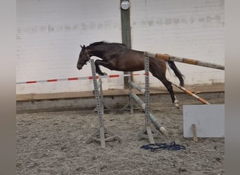 Hannoveraner, Wallach, 2 Jahre, Dunkelbrauner