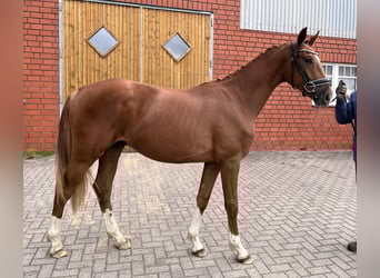 Hannoveraner, Wallach, 2 Jahre, Fuchs